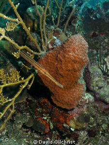 Trumpetfish on the Barrier Reef, Belize near Gallows Poin... by David Gilchrist 